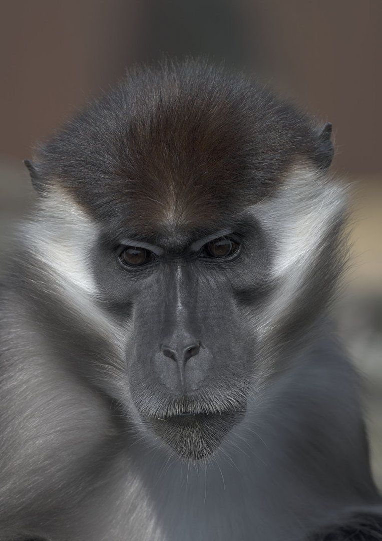 Cherry-crowned mangabey male