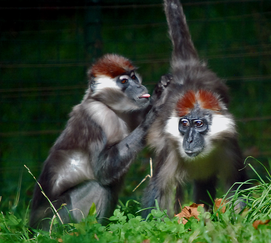 cherry crowned mangabey monkey