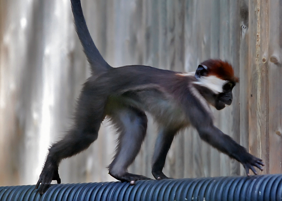 cherry crowned mangabey monkey