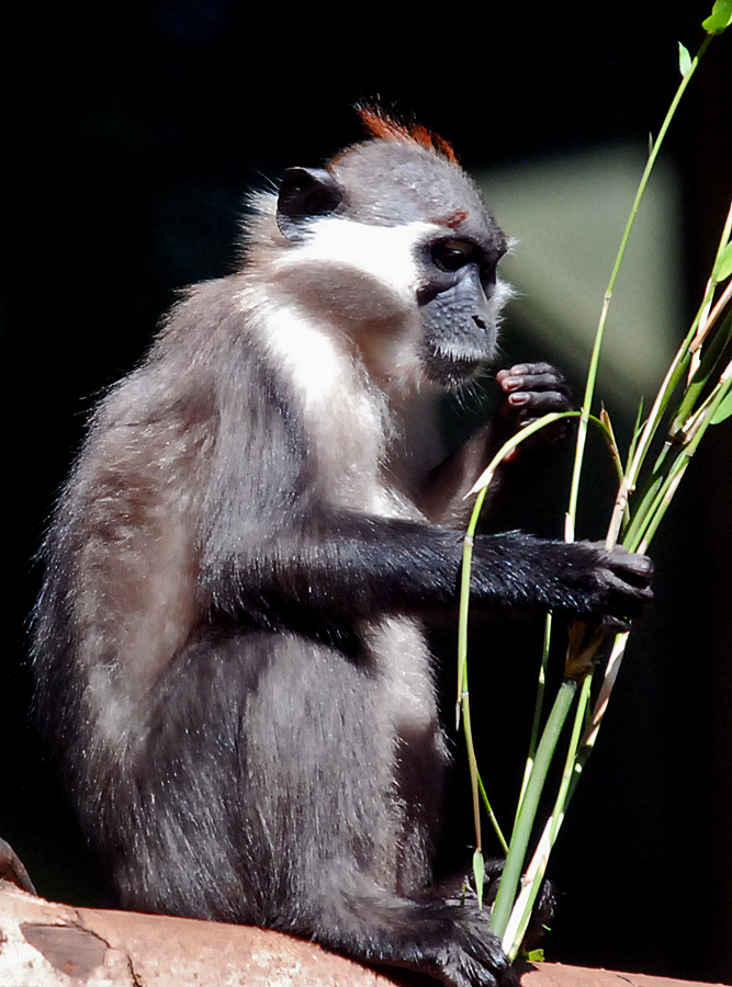 cherry crowned mangabey monkey