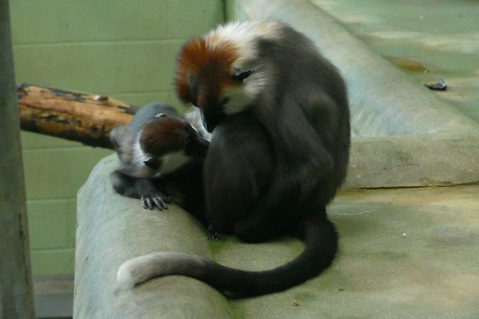Cherry crowned mangabey mother and daughter, August 2018
