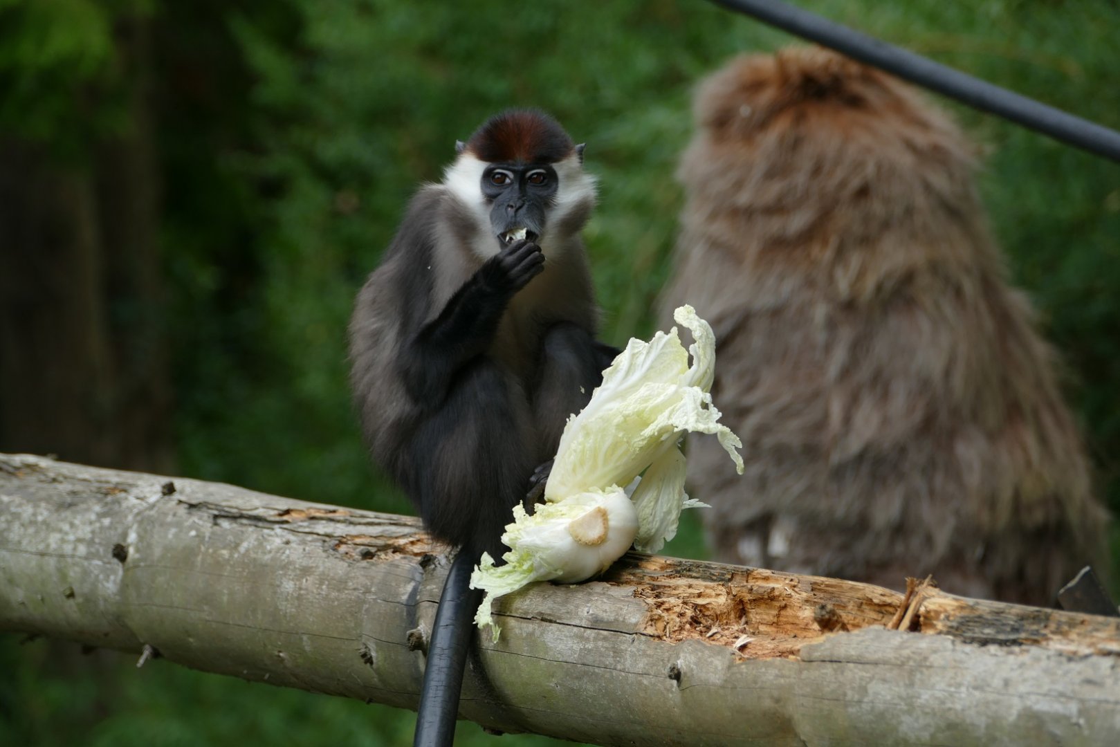 Cherry-crowned mangabey, September 2018
