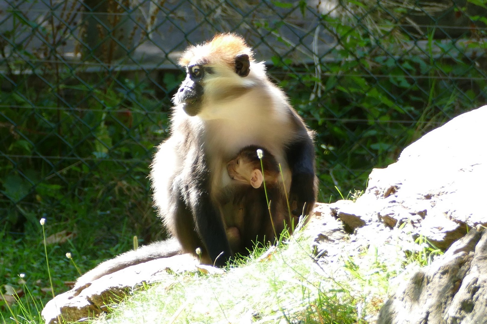 Cherry-crowned mangabey, September 2019