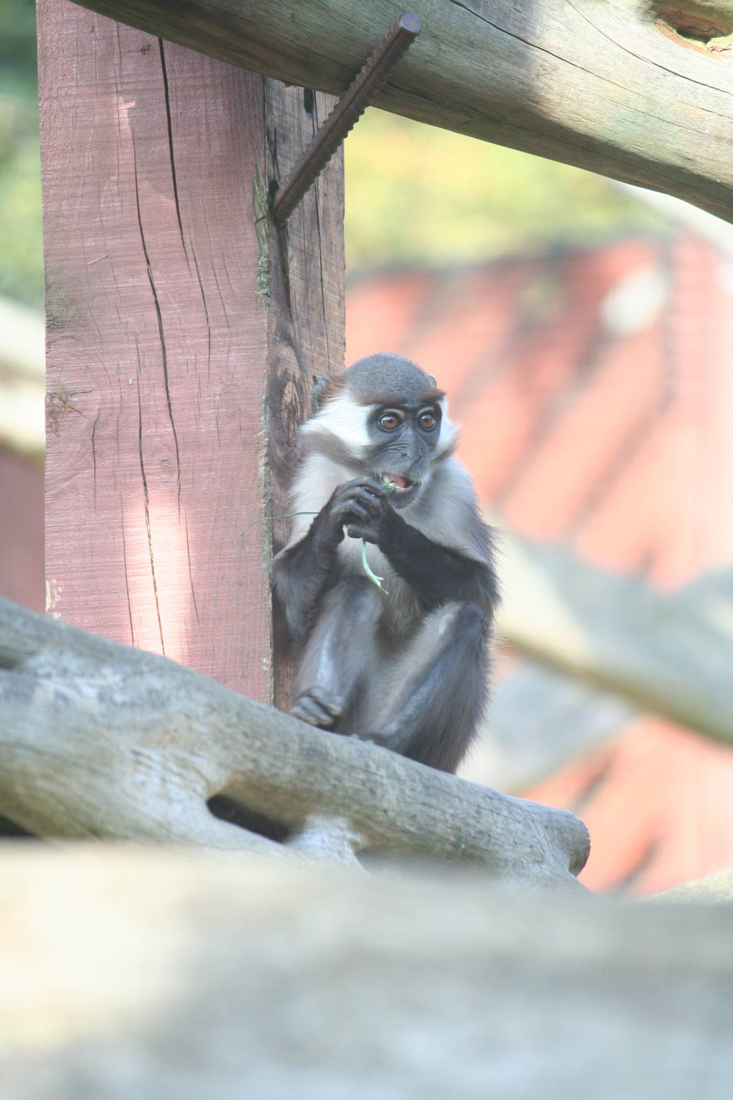 Cherry crowned mangabey youngster, 01/10/2011