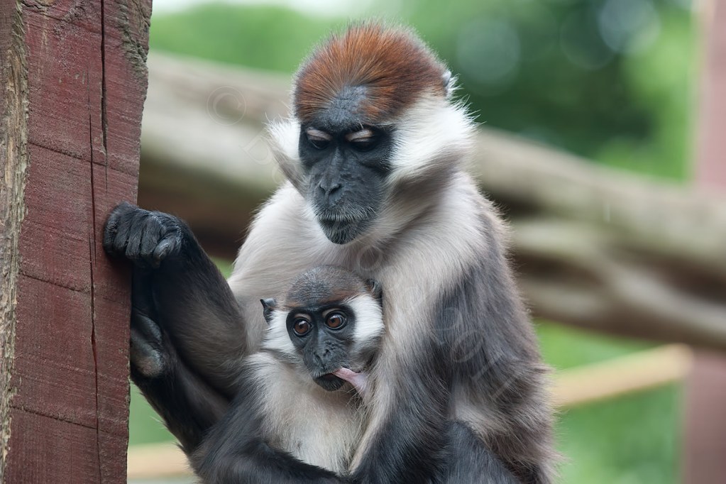 Cherry-Crowned Mangabey