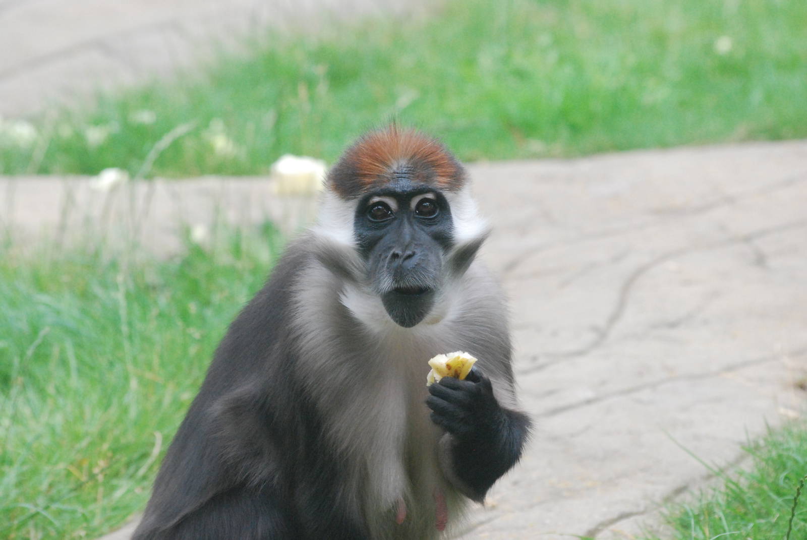 Cherry-crowned mangabey