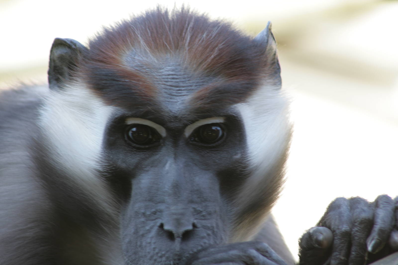 Cherry-crowned Mangabey