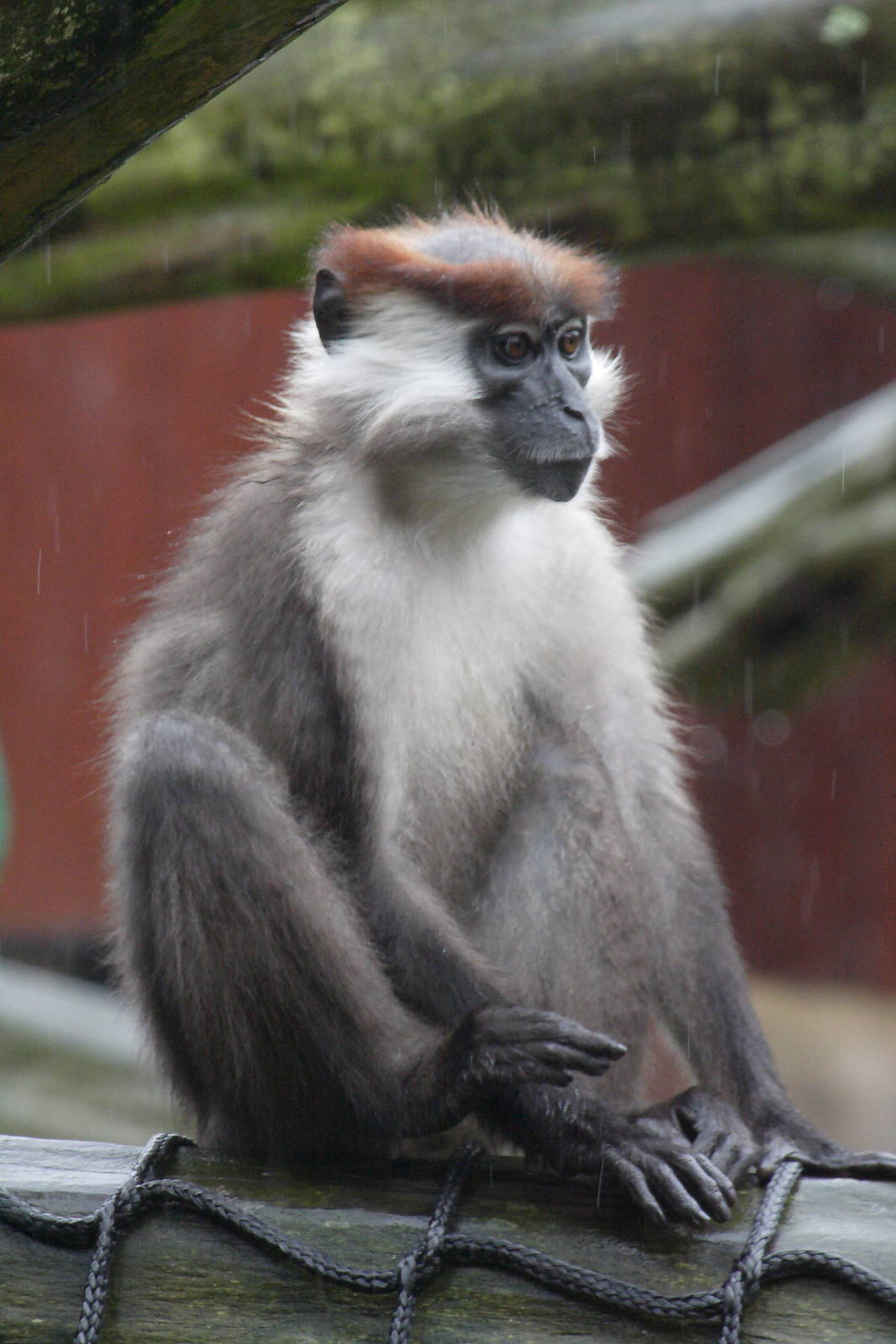 Cherry crowned mangabey