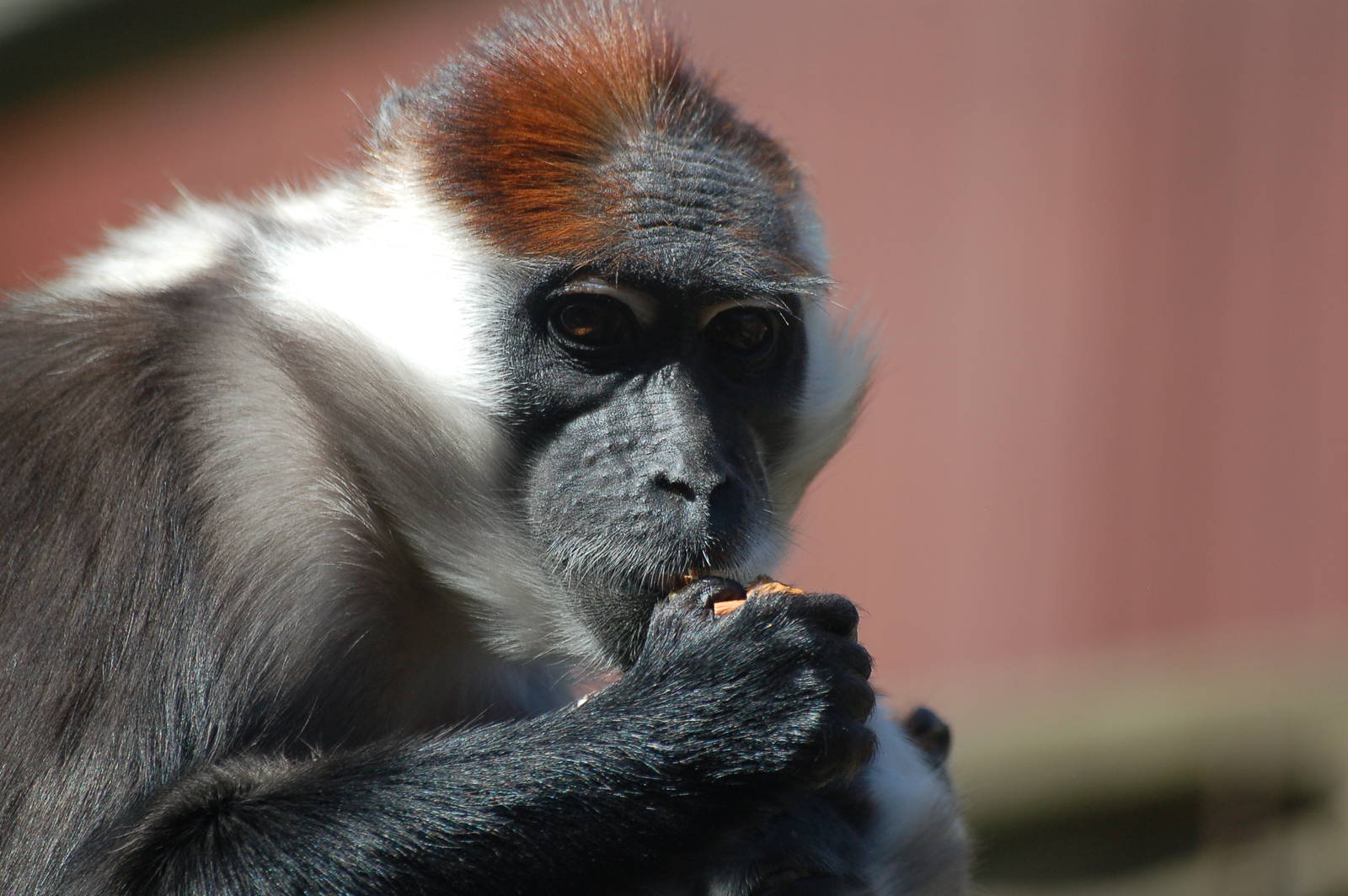 cherry crowned mangabey