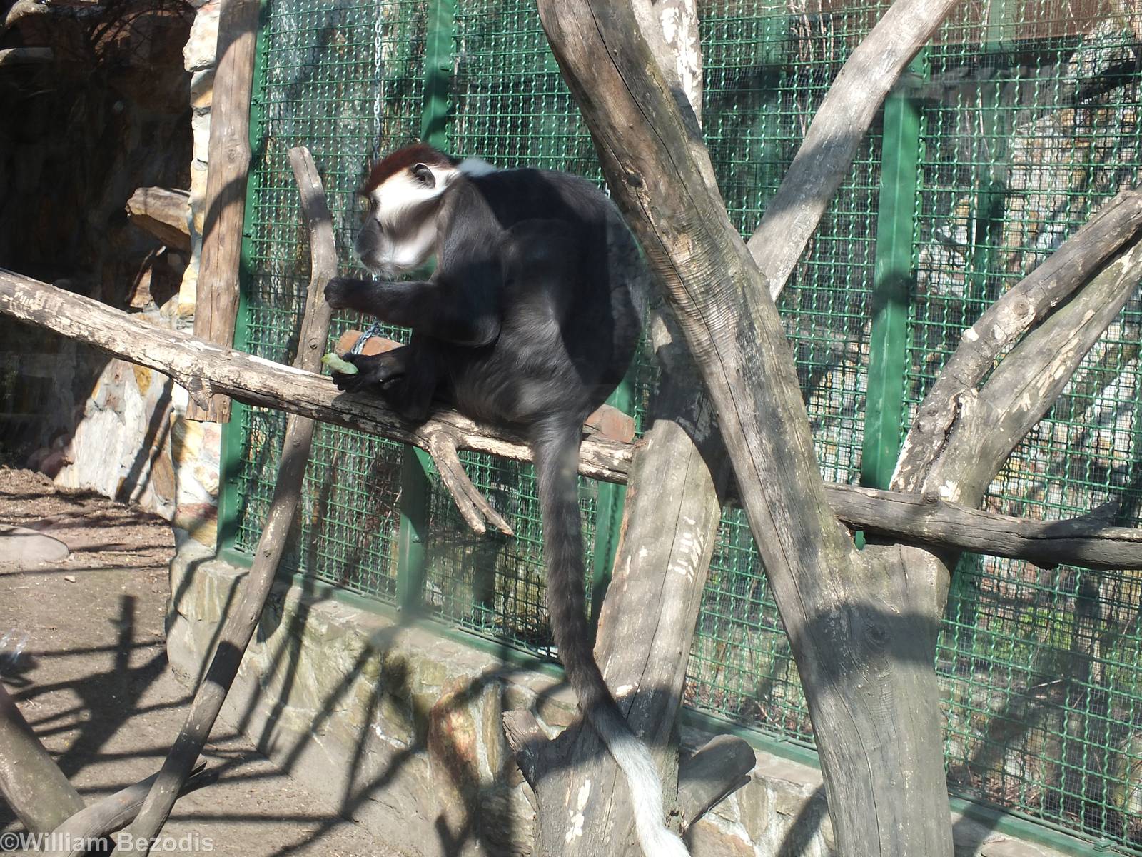 Cherry-crowned Mangabey