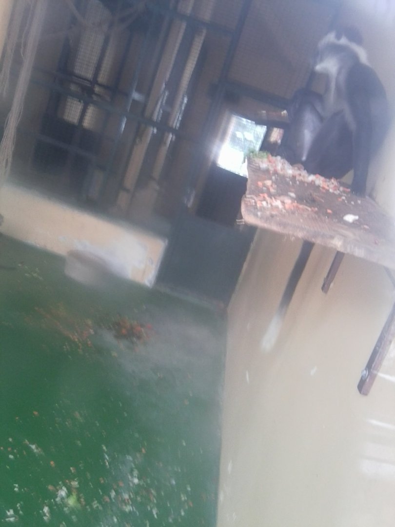 Cherry Crowned Mangabey