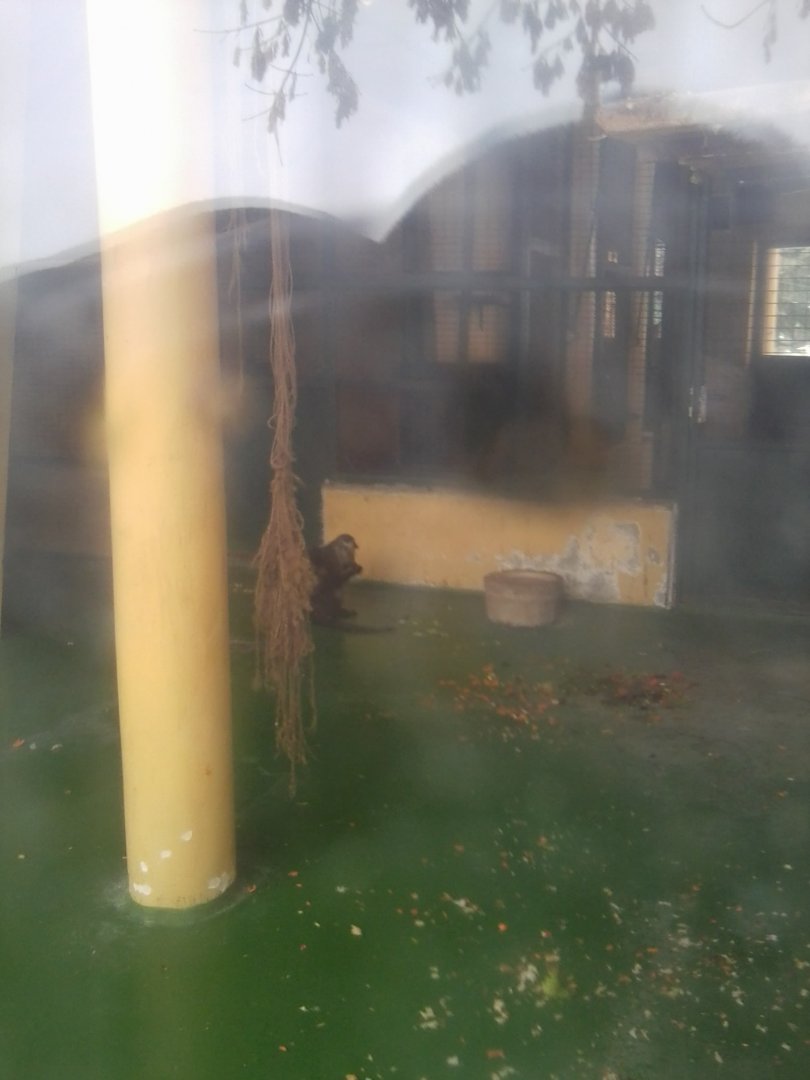 Cherry-crowned Mangabey