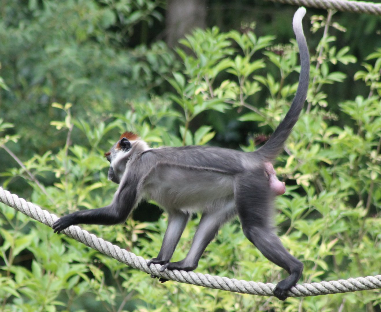Cherry-crowned mangabey