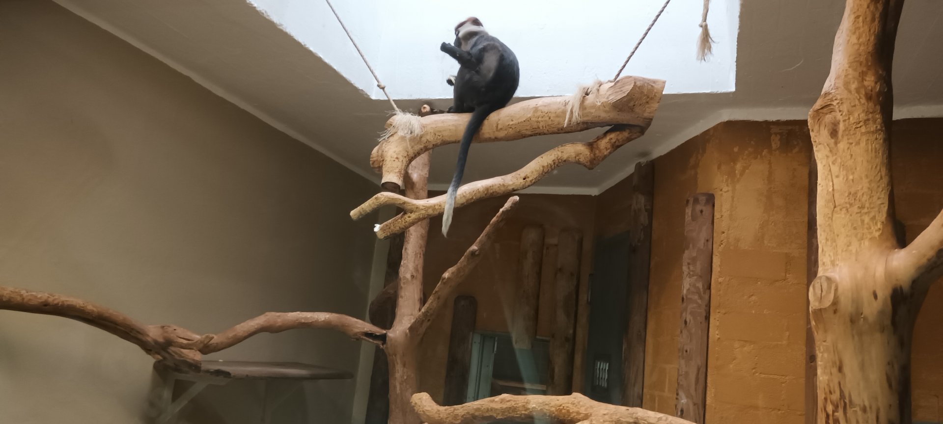 Cherry crowned Mangabey