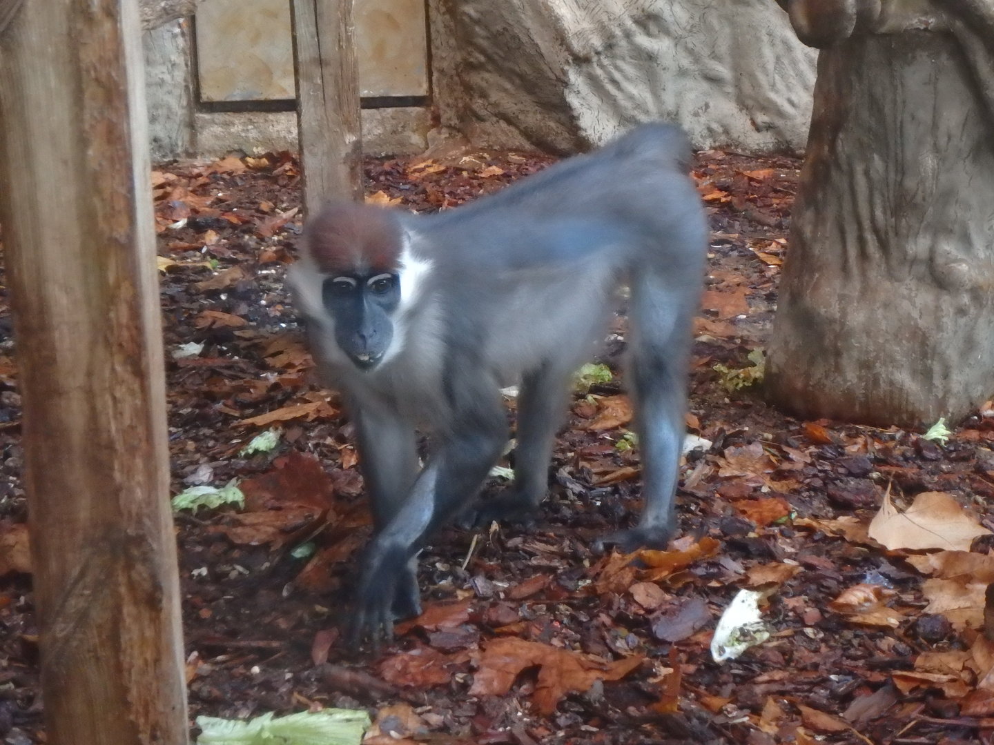 Cherry-crowned mangabey