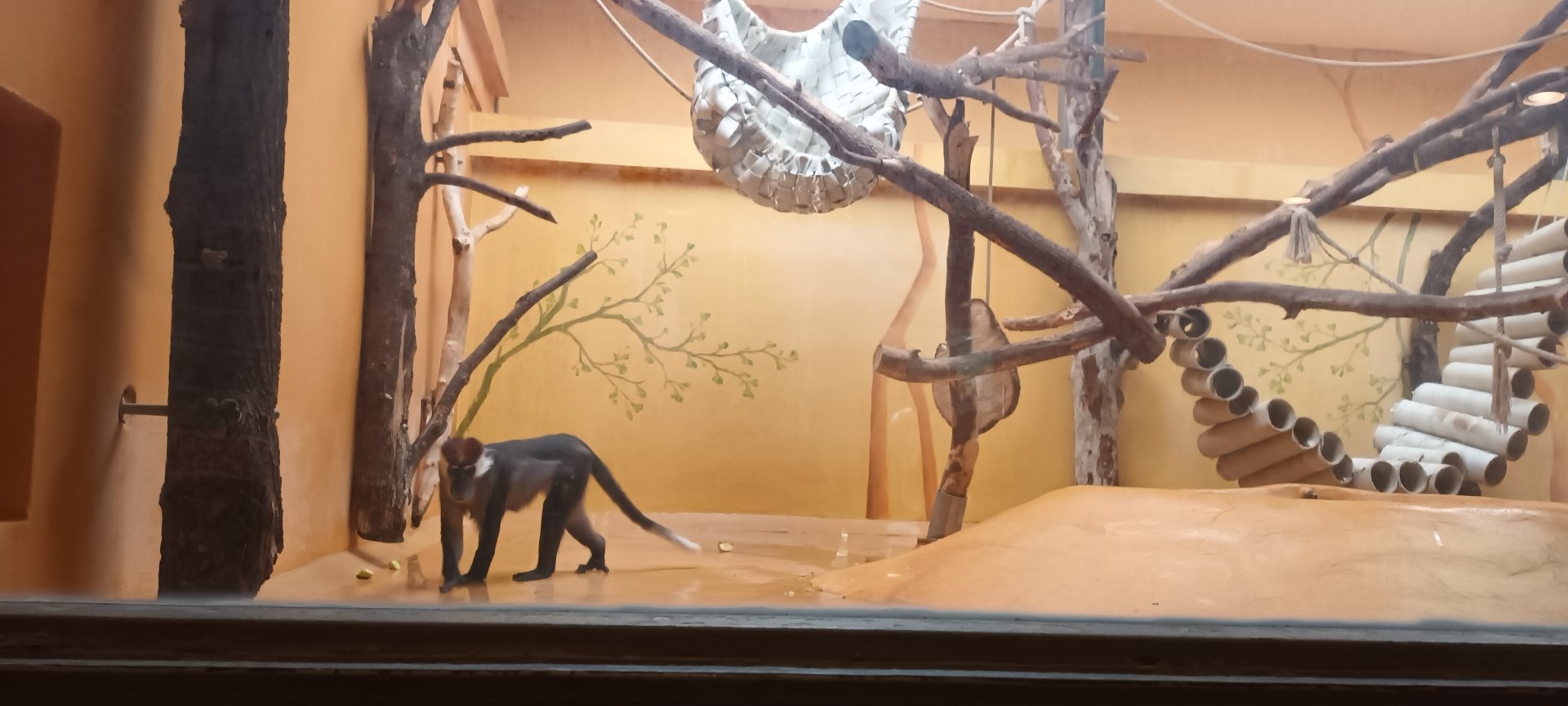 Cherry crowned Mangabey