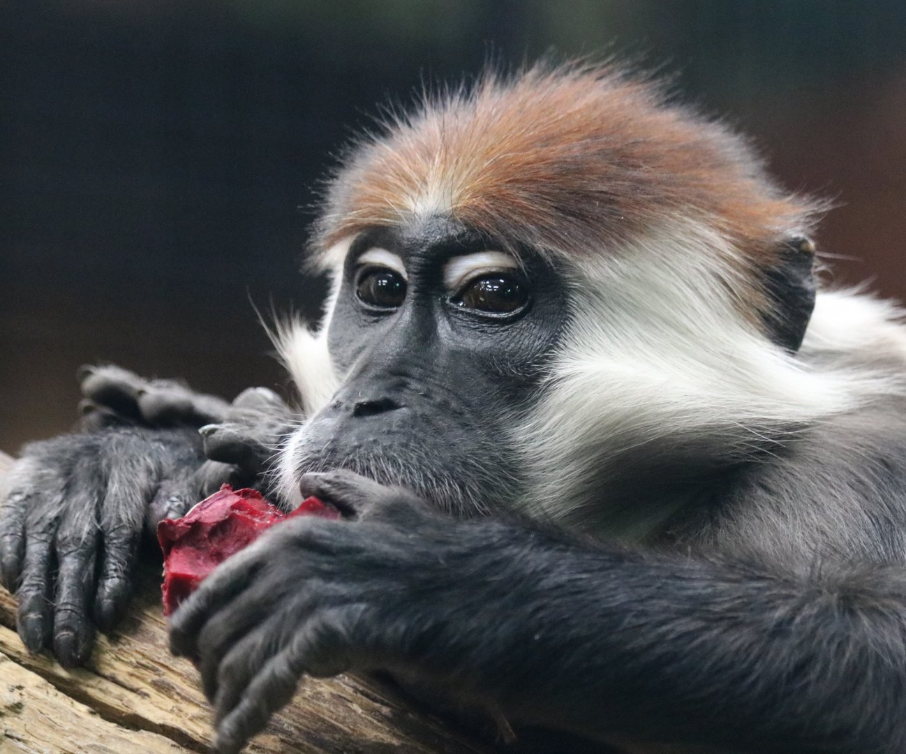 Cherry-crowned Mangabey