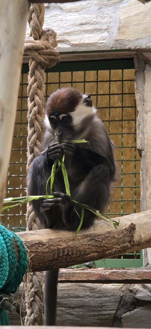 Cherry crowned mangabey