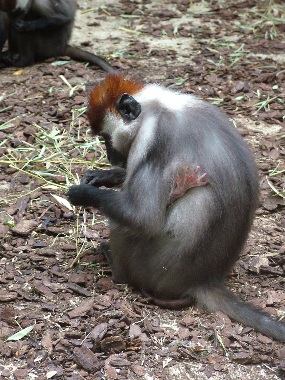 Cherry-crowned Mangabeys at Barcelona, 30/05/11