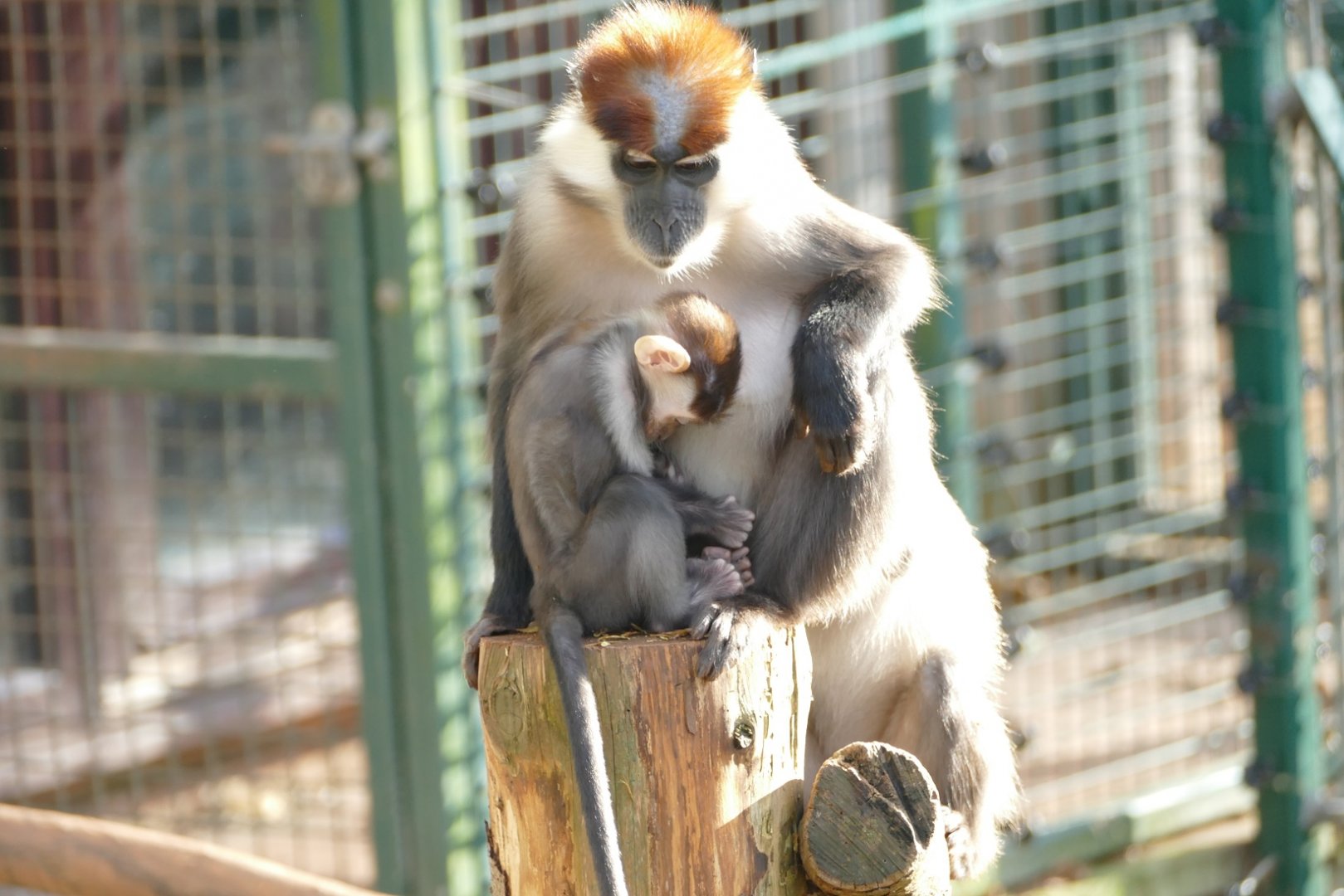 Cherry-crowned Mangabeys, December 2019