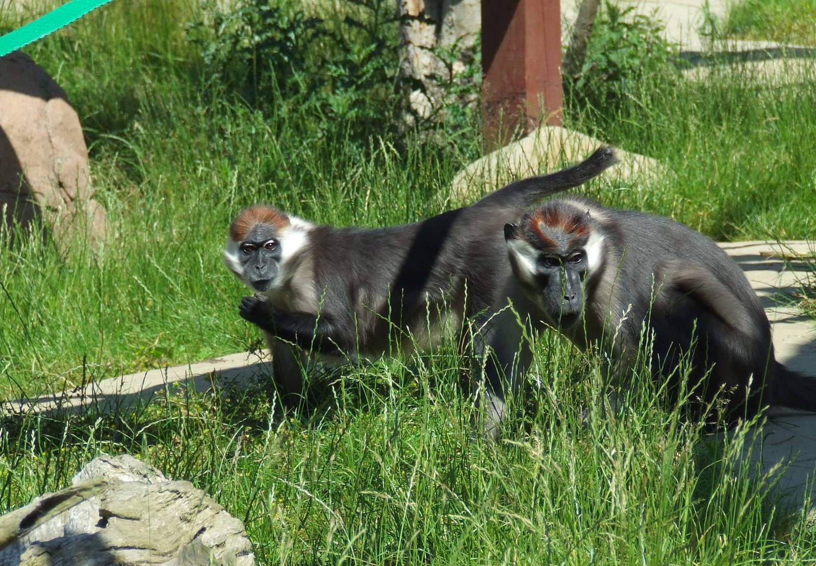 Cherry Crowned Mangabeys, Mangabey Forest