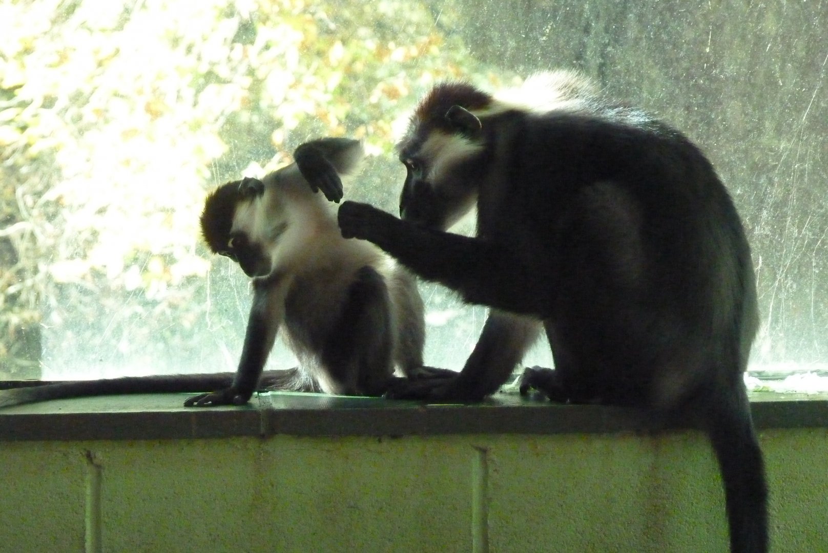 Cherry-crowned Mangabeys, November 2016