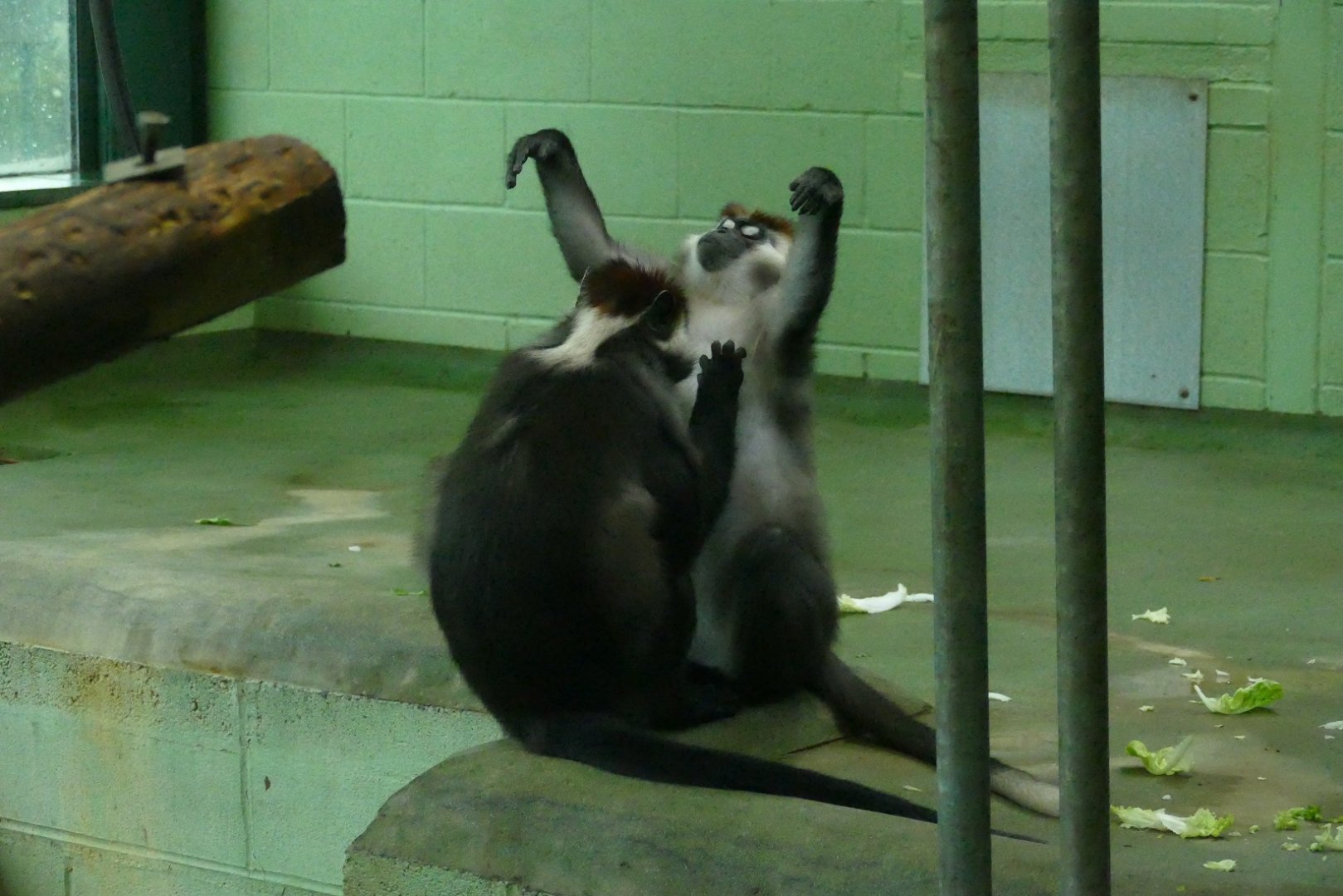Cherry-crowned mangabeys, October 2018