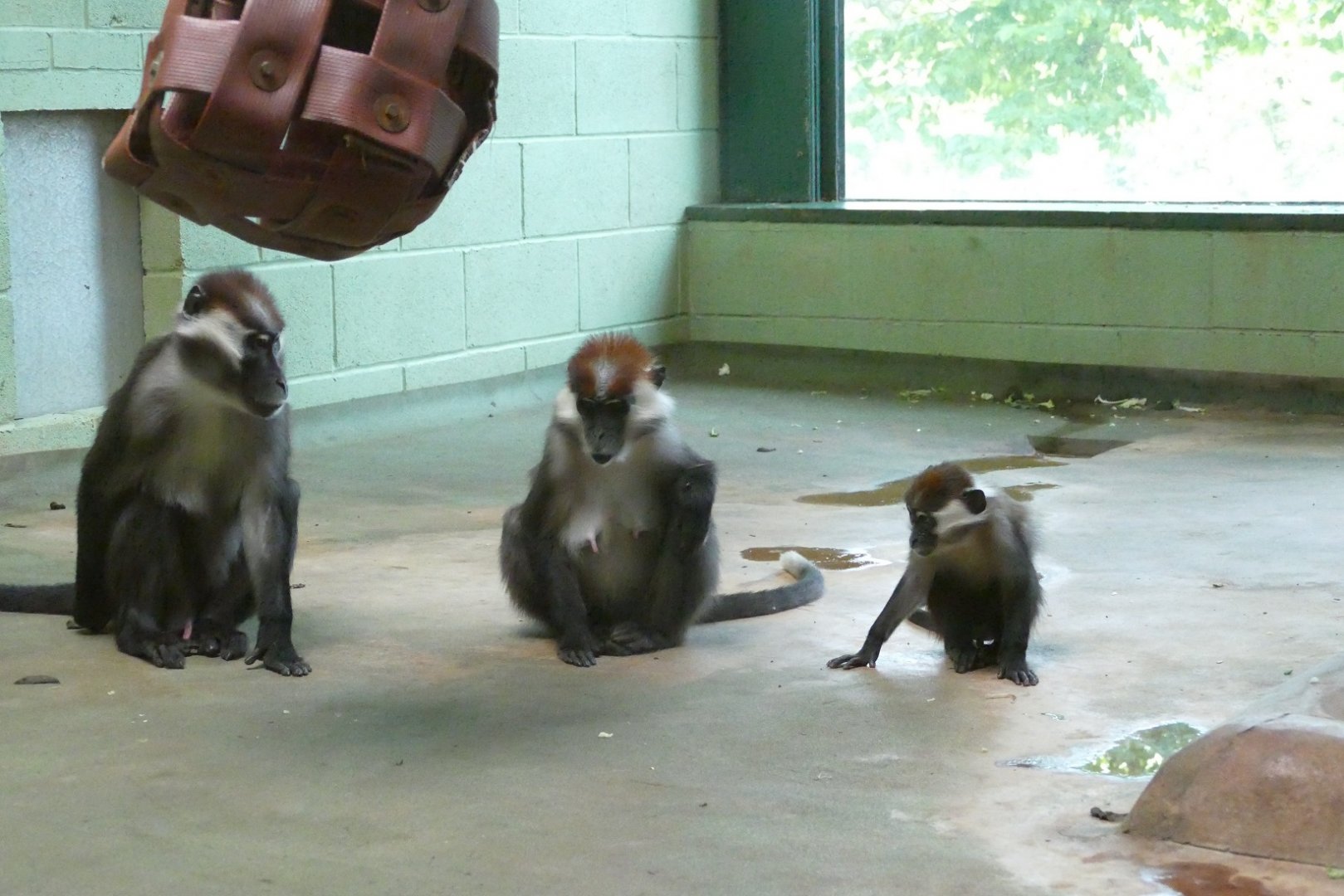 Cherry-crowned mangabeys, September 2020