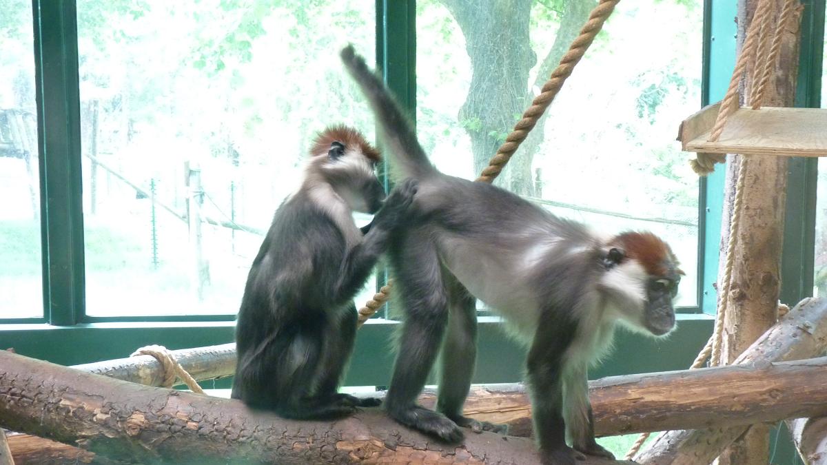 Cherry-Crowned Mangabeys