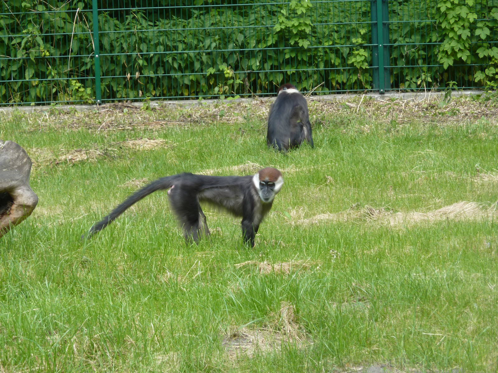 Cherry-crowned mangabeys