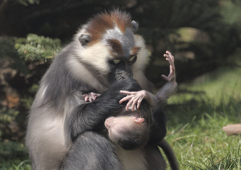Cherry-crowned mangabeys