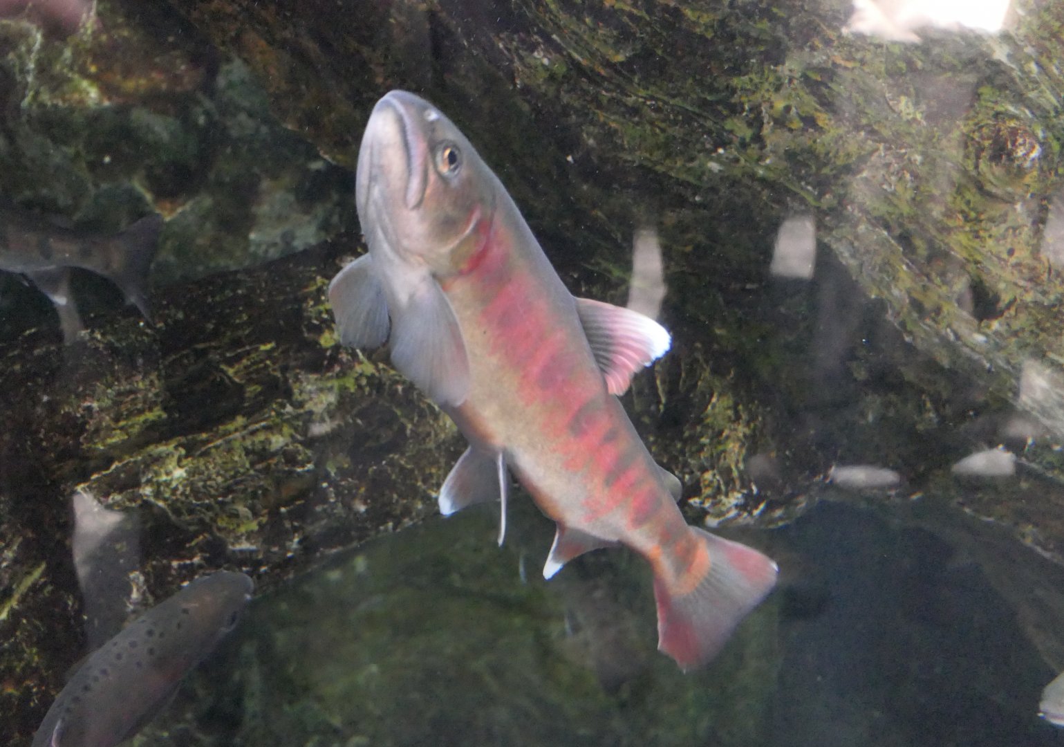 Cherry Salmon (Onchorhynchus masou)