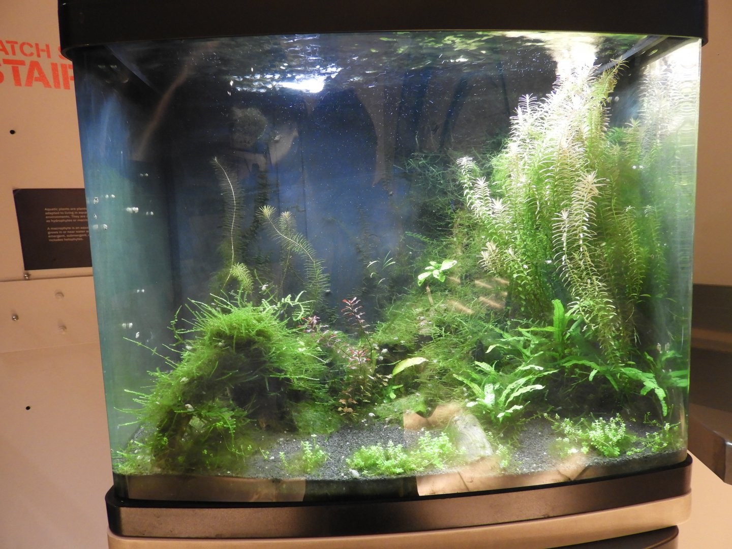 Cherry Shrimp + freshwater snail tank - Reiman Adventure Submarine - Reiman Aquarium