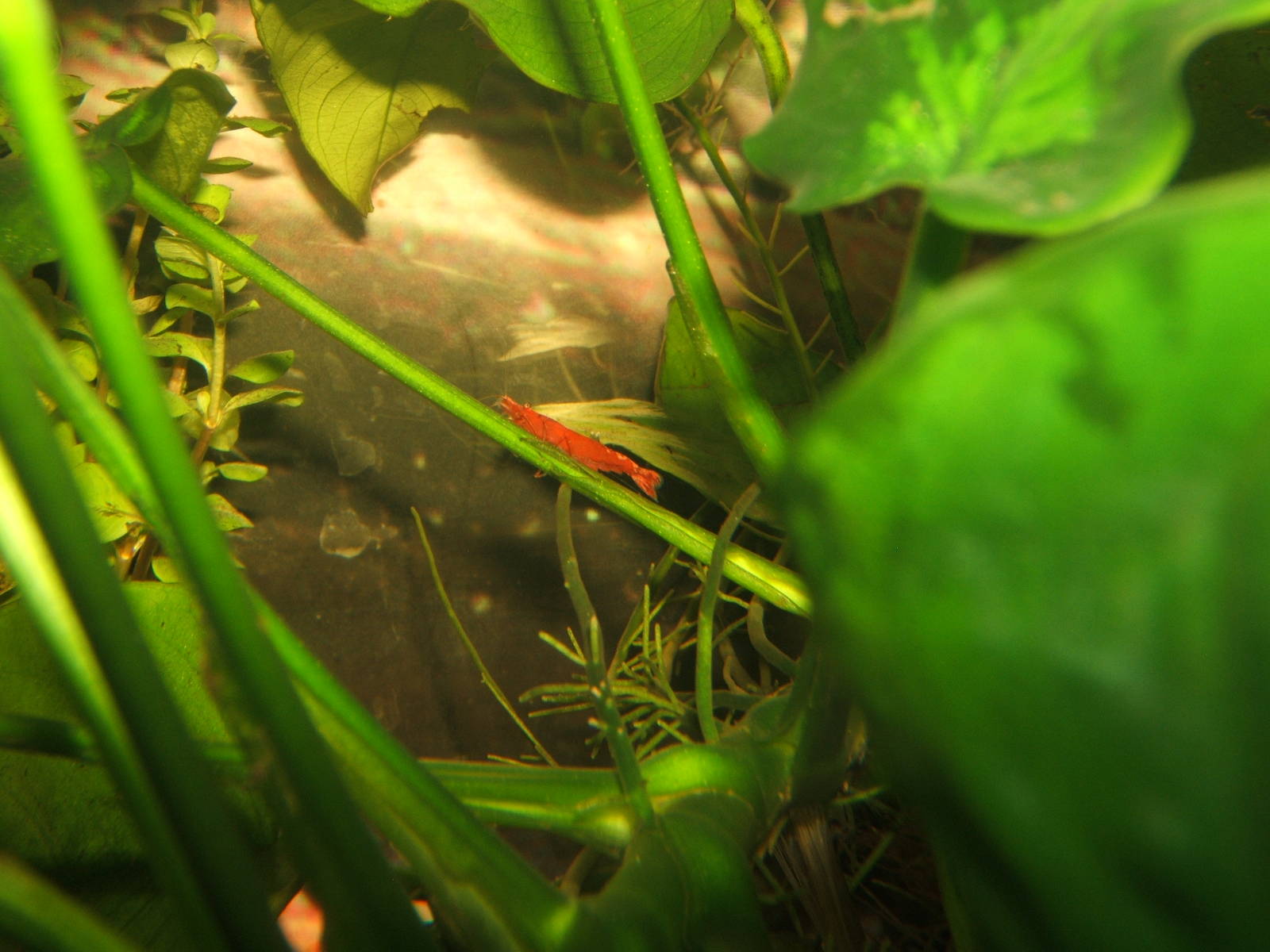 Cherry Shrimp (Neocaridina davidi)