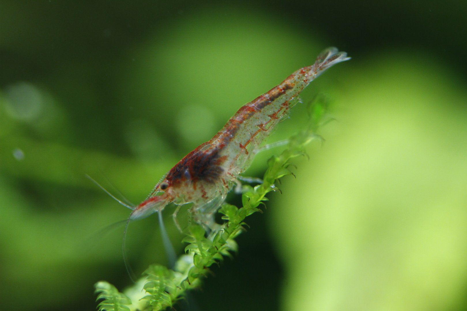 Cherry shrimp (Neocaridina davidi)