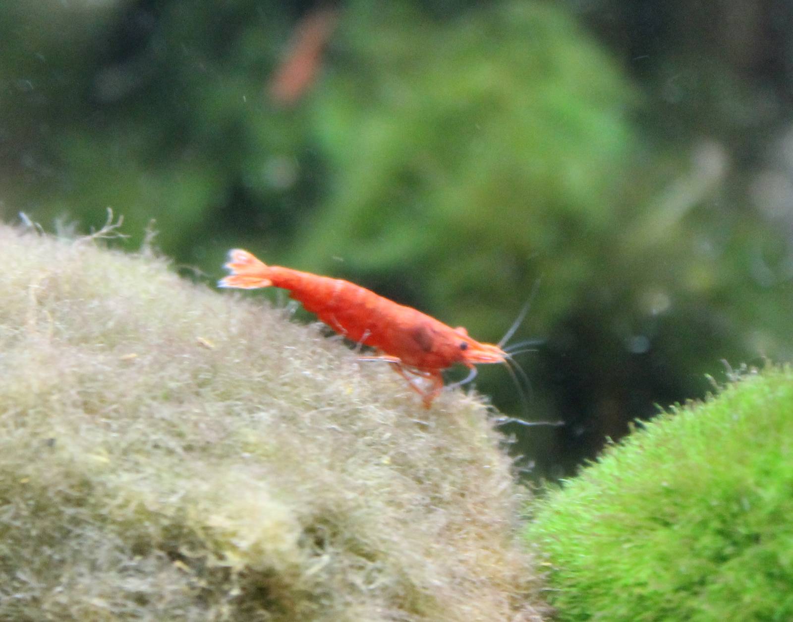 Cherry Shrimp