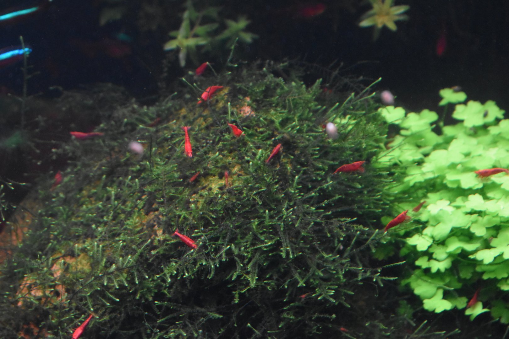 Cherry Shrimp