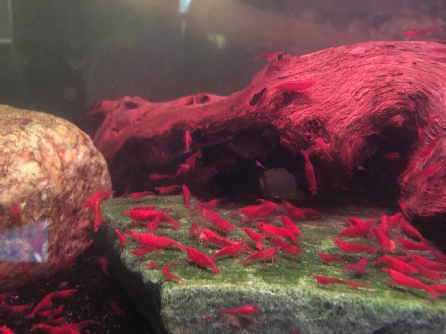 Cherry shrimps 010817