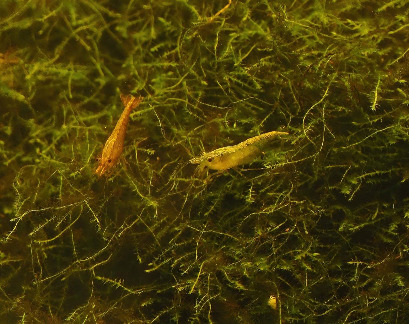 Cherry shrimps (Neocaridina davidi), 2025-05-22