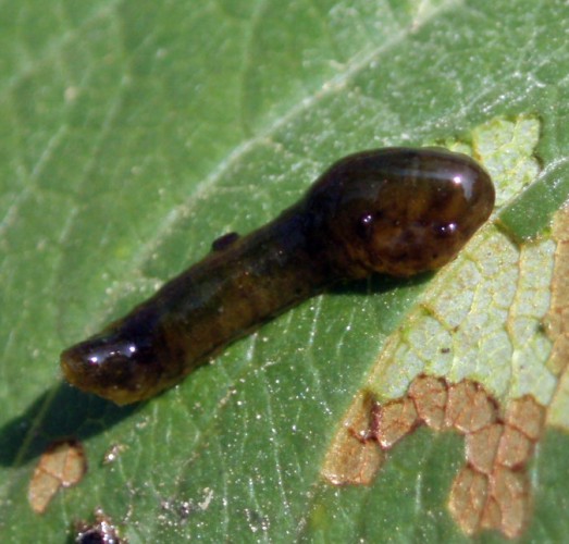 Cherry Slug (Caliroa cerasi)
