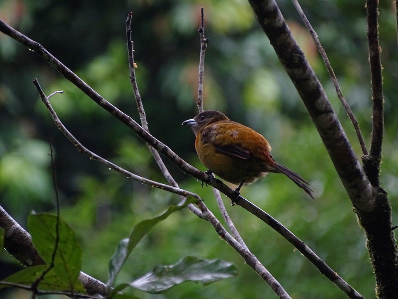 Cherry Tanager, female