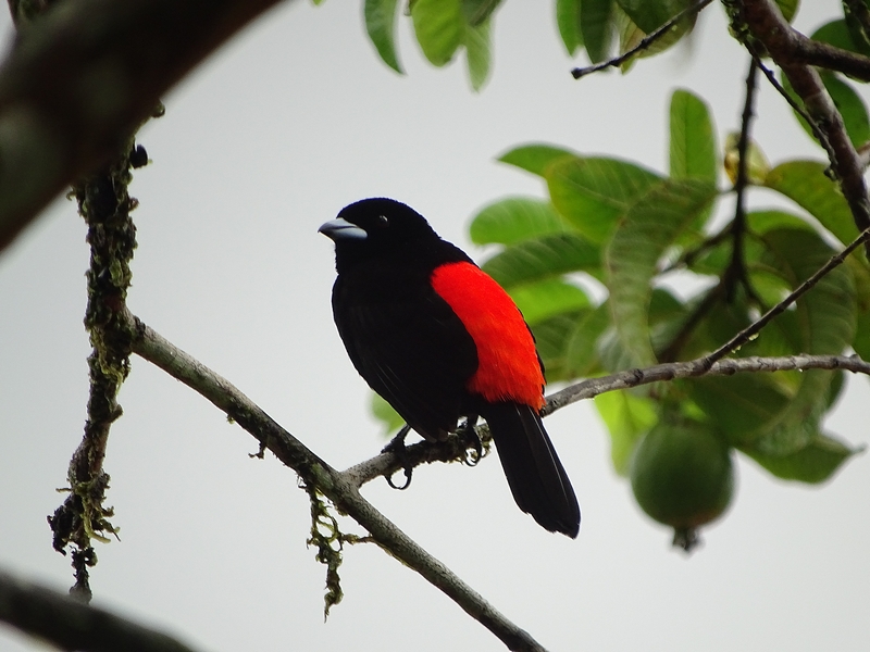 Cherry tanager, male