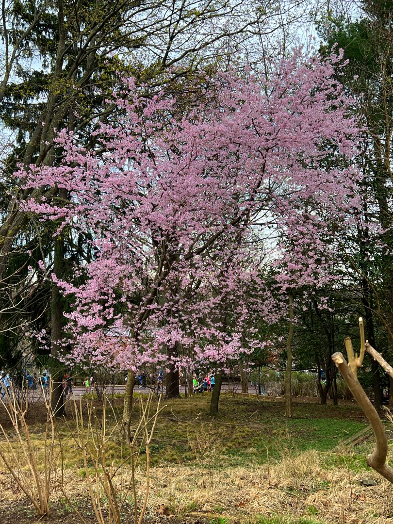 Cherry Tree In Bloom