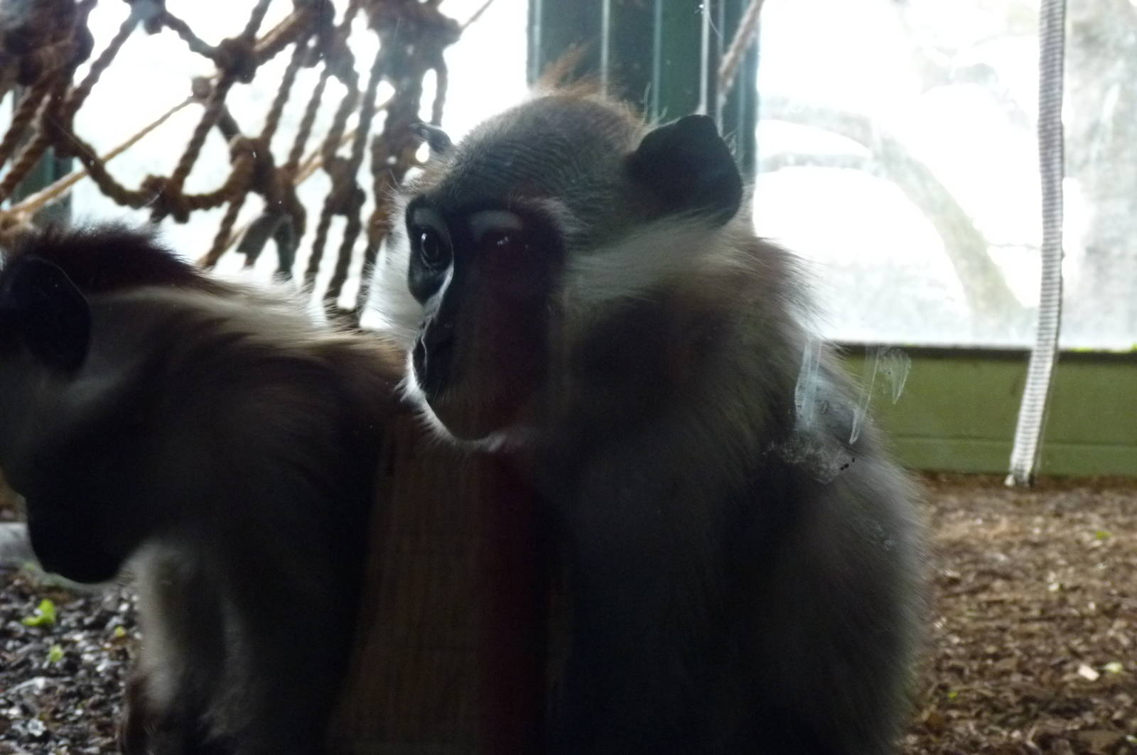Cherry Un-Crowned Mangabey, 12 December 2012
