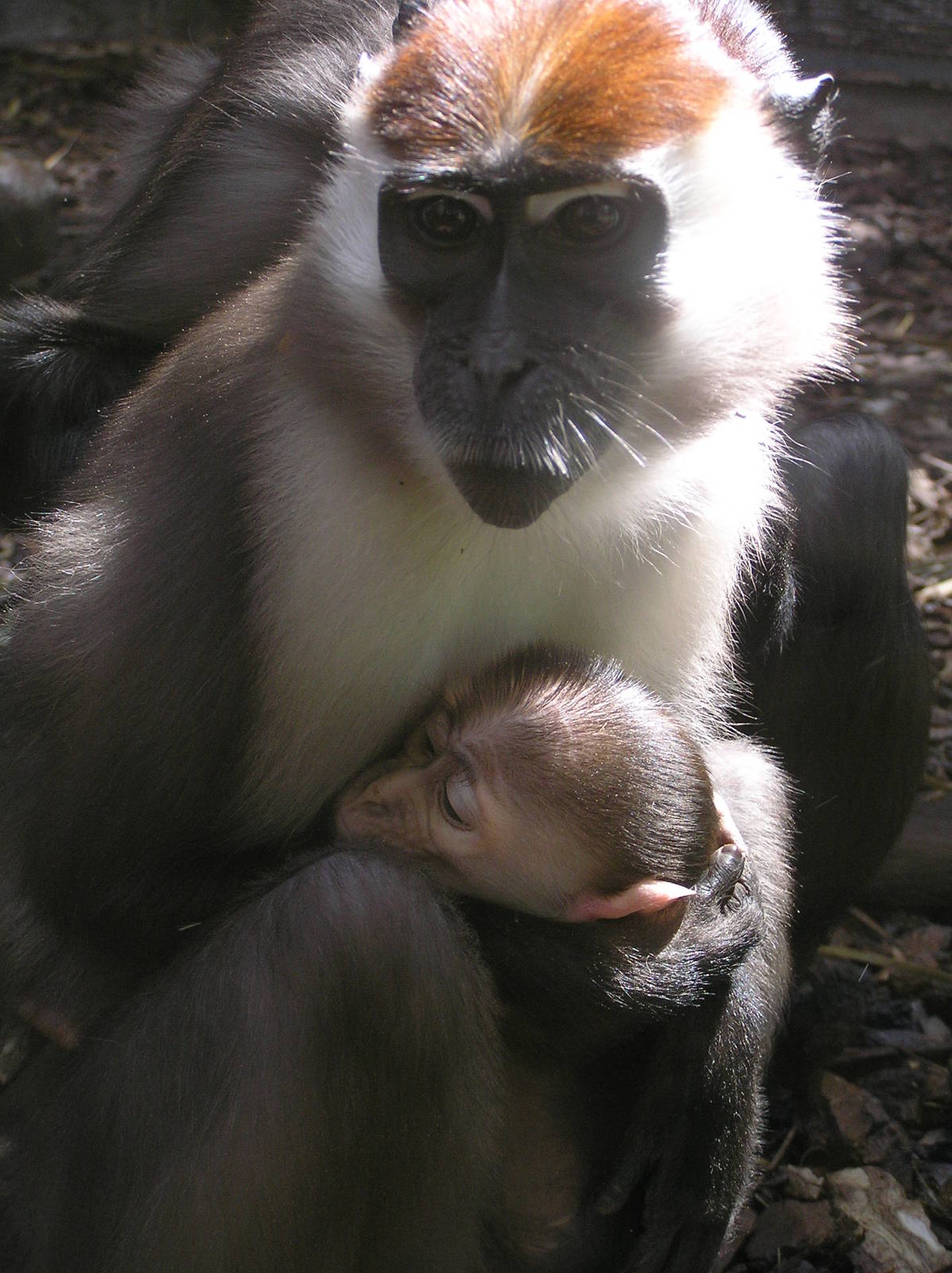 Cherrycowned mangbey - Barcelona 07