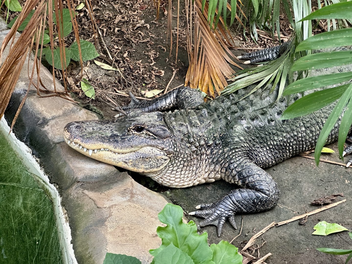 Cheryl (American Alligator)