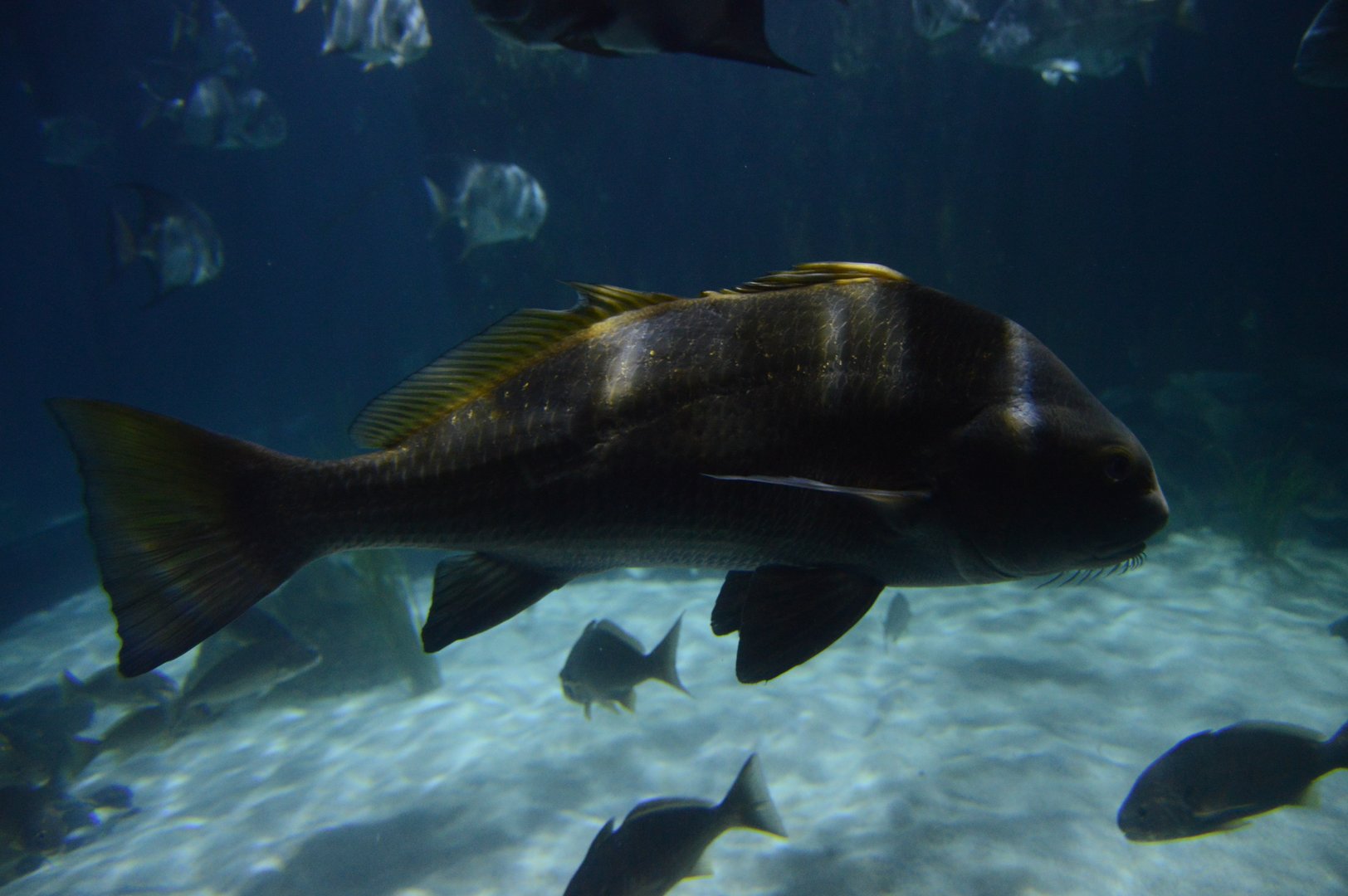 Chesapeake Bay - Black Drum (Pogonias cromis)