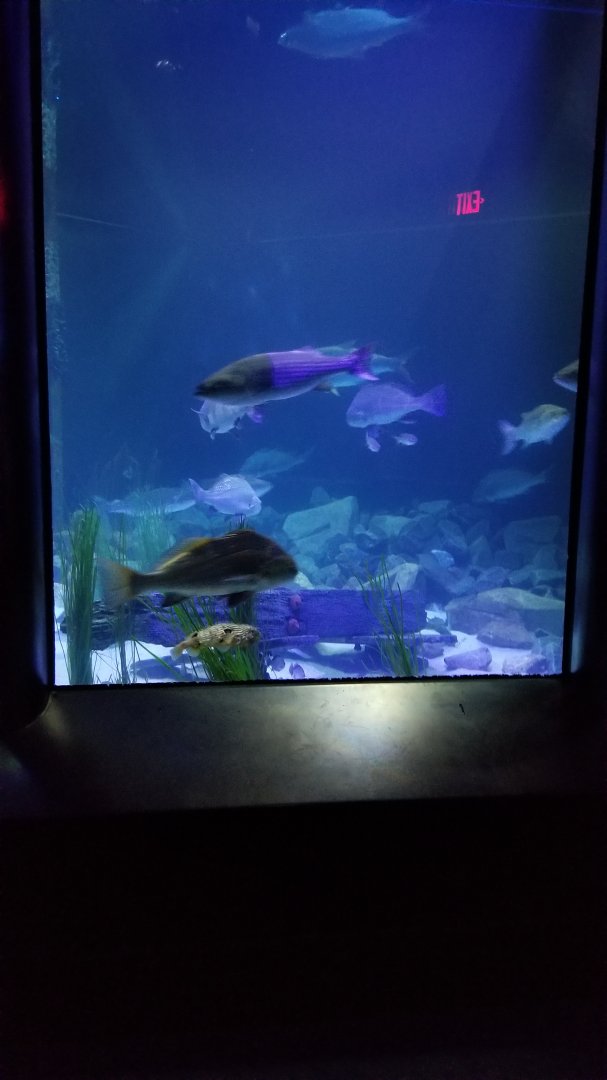 Chesapeake Bay exhibit