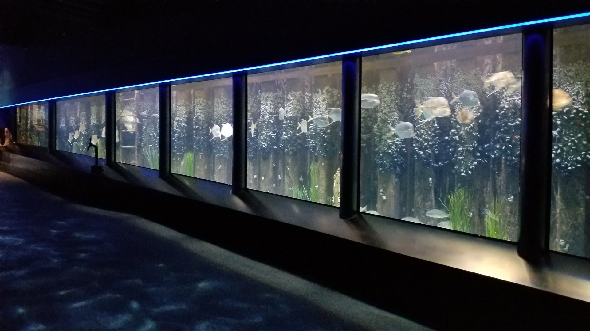 Chesapeake Bay exhibit