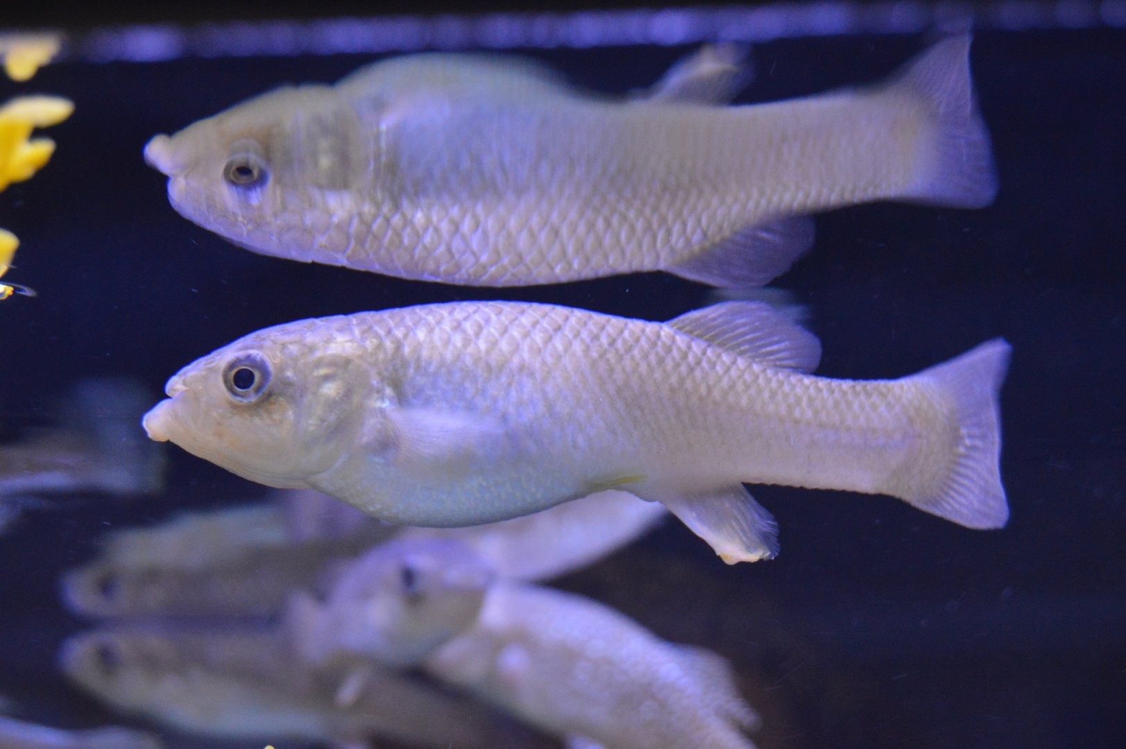 Chesapeake Bay Exhibits - Mummichog (Fundulus heteroclitus)